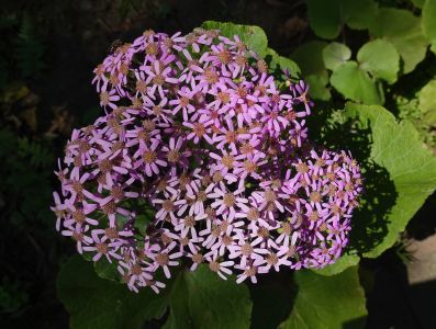 PERICALLIS AURITA